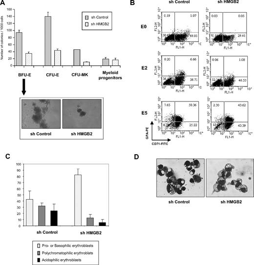 Figure 5. Depletion of HMGB2 in primary immature progenitor cells impairs their erythroid and megakaryocytic potential. (A) Numbers of erythroid and megakaryocytic progenitors in the presence or absence of HMGB2. CD34+ cells were transduced with shControl or shHMGB2 lentiviruses and puromycin-resistant cells were plated in semisolid medium in methyl-cellulose to determine the number of BFU-Es, CFU-Es, and granulocyte-macrophage colony-forming units (CFU-GMs) or in Megacult collagen medium for megakaryocyte colony-forming units (CFU-MKs). Colonies were scored 12 to 14 days after plating. Morphology of a representative BFU-E generated by shControl-transduced or HMGB2-depleted cells was shown. (B) Immunophenotypic analysis of shControl- or shHMGB2-transduced cells. Puromycin-resistant cells were induced to differentiate and CD71 and GPA expression was analyzed by flow cytometry before (E0) and 2 (E2) or 5 (E5) days after induction of erythroid differentiation. (C-D) Cytology of the cells. Cytospin samples were prepared from shControl- or shHMGB2-transduced cells 5 days after induction of erythroid differentiation and stained with May-Grünwald-Giemsa. Different subpopulations of erythroblasts were characterized under the microscope and the proportion of each subpopulation was evaluated (C). These results are means of 3 experiments with different samples. One example of May-Grünwald Giemsa–stained cytospins of shControl- or shHMGB2-transduced cells using a Leica DXC950P microscope (40×) was shown (D).