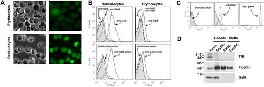 Figure 1. Galectin-5 is present on the surface of rat red cells. (A) Freshly isolated reticulocytes or erythrocytes were adsorbed on glass coverslips and processed for immunofluorescence as described in “Fluorescence-activated cell-sorting analysis of exosomes and red cells, fluorescence microscopy of red cells.” Transmission images of red cells (left) and corresponding fluorescence imaging (right) were recorded on cells by the use of purified rabbit anti–galectin-5 antibody followed by incubation with Alexa 488 anti–rabbit antibody. (B) Young reticulocytes and erythrocytes were analyzed by flow cytometry by the use of antibodies raised against Gal-2 (dashed line), Gal-4 (dotted line), and Gal-5 (solid line), already tested for their specificity (top), or the produced anti–galectin-5 serum (solid line) and the preimmune serum (bottom, dashed line). Tinted patterns indicate cell labeling obtained in the absence of primary antibodies. (C) Lymphocytes isolated from rat blood, as described in “Cells,” were analyzed by flow cytometry for Gal-5 (left, solid line), CD47 (middle, solid line) and Syto 16 green (right, solid line). Tinted patterns indicate cell labeling in the absence of primary antibodies. (D) Ghost and raft extracts isolated from reticulocytes or mature erythrocytes, as described in “Red cell subcellular fractionation,” were processed by SDS-PAGE and analyzed by Western blot for the indicated proteins. The molecular mass (kDa) standards are indicated on the left.