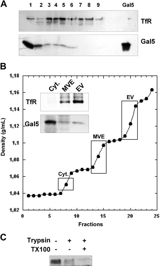 Figure 2. Galectin-5 secretion is associated with the endosomal pathway. Endosomal vesicles were prepared and loaded on a linear sucrose gradient, as described in “Methods.” (A) Fractions 1 to 9 were collected from the top of the gradient and after TCA/acetone precipitation, proteins were separated by SDS-PAGE and analyzed by Western blot for the presence of TfR and Gal-5. (B) Fractions were collected and densities (g/mL) were obtained by refractometry. Pooled fractions corresponding to cytosol (Cyt), multivesicular endosomes (MVE), and endocytic vesicles (EV) were processed by SDS-PAGE and analyzed by Western blot for the presence of TfR and Gal-5. (C) Endosomal vesicles (100 μg protein) were subjected to trypsin digestion (150 μg/mL for 1 hour at RT) in the absence or presence of Triton X-100 (1.5%), then loaded on SDS-PAGE gels and analyzed by Western blot for Gal-5. A nontrypsinized sample was used as control.
