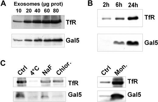 Figure 3. Galectin-5 is secreted through the exosomal pathway. Exosomes were collected by differential centrifugation from the culture medium of in vitro reticulocyte maturation in various conditions. (A) Increasing amounts of exosomes (10-80 μg of protein) were processed by SDS-PAGE and analyzed by Western blot for the presence of TfR and Gal-5 by the use of appropriate antibodies. (B) Exosomes released during 2, 6, and 24 hours of reticulocyte (100 μL of packed cell volume) in vitro maturation were isolated from the culture medium and compared for their TfR and Gal-5 content. (C) Exosomes collected from the medium after in vitro maturation (24 hours, 37°C) of reticulocytes in the absence (Ctrl) or presence of sodium fluoride (20mM), chloroquine (10μM), monensin (1μM), or after reticulocyte maturation at 4°C were analyzed.