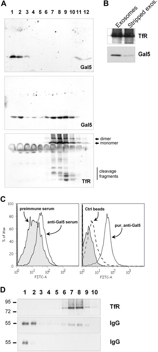 Figure 4. Galectin-5 is located on the exosome surface. (A) Exosomes (400 μg of protein; bottom and middle) or purified Gal-5 (3 μg; top) were carefully loaded on a linear sucrose gradient. Fractions were collected from the top of the gradient, processed by SDS-PAGE, and analyzed by Western blot for the presence of TfR (bottom) and Gal-5 (middle and top) by the use of specific antibodies. Densities (g/mL) were obtained for each fraction by refractometry. (B) Exosome surface–associated proteins were released by a carbonate wash. Untreated exosomes and stripped vesicles were processed by SDS-PAGE and analyzed by Western blot for TfR and Gal-5. (C) Exosome material was coated on latex beads and analyzed by flow cytometry for Gal-5 by the use of anti–galectin-5 serum (solid line) or a preimmune serum (tinted pattern) and Alexa Fluor 488 donkey anti–rabbit IgG (left) or by the use of purified anti–galectin-5 IgGs and Alexa Fluor 488 donkey anti–rabbit IgG (solid line; right). As a control BSA-coated beads (dashed line) were treated similarly. Tinted patterns indicate the absence of primary antibody on exosome-coated beads. (D) Exosomes preincubated with purified anti–galectin-5 antibody (2 μg, 1 hour, RT; top and middle) or Gal-5 antibody (2 μg; bottom) were loaded on a linear sucrose gradient. Fractions were collected and analyzed for the presence of TfR (top) and Gal-5 antibody (middle and bottom) by the use of specific antibodies.