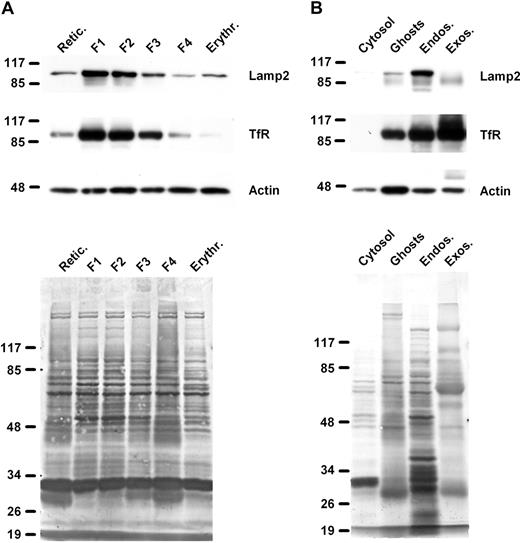 Figure 5. Lamp2 is lost during reticulocyte maturation. (A) Different populations of age-synchronized reticulocytes were obtained by Percoll density gradient centrifugation using blood of anemic rats as described in “Methods.” (Top) Analysis of the Lamp2, TfR, and actin content of the reticulocyte subpopulations (0.5 μL of packed cell volume) was carried out by Western blot after SDS-PAGE and transfer on membrane. F1 to F4 correspond to the Percoll fractions from lower to higher density (ie, from younger to older reticulocyte stages). “Retic” stands for the red cells collected before Percoll gradient, “Erythr.” stands for red cells collected from an untreated animal. (Bottom) Coomassie staining of the PVDF membrane before Western blot. (B) Rat reticulocytes were fractionated as described in “Methods.” The different fractions obtained (cytosol, plasma membrane, endosomes, and exosomes; 18 μg of protein) were loaded on a 10% SDS-PAGE, transferred onto PVDF membrane, and stained by Coomassie blue (bottom), then immunoblotted for the proteins indicated on the right (top).