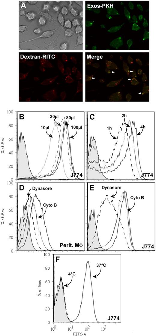 Figure 6. Internalization of PKH67-labeled exosomes by macrophages. (A) PKH67-labeled exosomes (20 μg) and dextran-TRITC (0.1 mg/mL) were incubated with J774 macrophages (30 minutes, 37°C) grown on glass coverslips and processed for immunofluorescence, as described. The cells were then monitored by fluorescence microscopy and transmission as indicated in the figure. PKH67-labeled exosomes were incubated with macrophages under the conditions indicated. After washing, cells were trypsinized and the fluorescence intensity was measured by flow cytometry. Tinted patterns always indicate cell autofluorescence. (B) PKH67-labeled exosomes, 10 μL (gray solid line), 30 μL (dashed line), 80 μL (dotted line), 100 μL (solid line) were incubated with J774 macrophages for 4 hours at 37°C. (C) PKH67-labeled exosomes (30 μL) were incubated with J774 macrophages for 1 hour (dashed line), 2 hours (dotted line), or 4 hours (solid line) at 37°C. (D-E) PKH67-labeled exosomes (30 μL) were incubated with peritoneal or J774 macrophages for 4 hours at 37°C with 80μM dynasore (dashed line), 5 μg/mL cytochalasin B (dotted line), or with the carrier dimethyl sulfoxide (solid line). (F) PKH67-labeled exosomes (30 μL) were incubated with J774 macrophages for 4 hours at 4°C (dashed line) or 37°C (solid line).