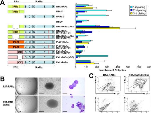 Figure 1. Persistent self-renewal of primary hematopoietic progenitor/stem cells by R1A-RARα. (A) Schematic diagram of R1A-RARα, PLZF-RARα, PML-RARα, and their mutant forms used in RTTA (left). The RIIa homodimerization domain of R1A and the B, C, D, E, and F domains of RARα are indicated. The bar chart (right) represents the corresponding numbers of colonies after each round of plating in methylcellulose culture medium. Data are mean ± SD of 4 independent experiments. (B) Typical third-round colony (left and middle panels) and cell morphology after May-Grunwald-Giemsa staining (right panel) of primary bone marrow cells transduced with the indicated constructs. Scale bars from left to right represent 1 mm, 100 μm, and 10 μm, respectively. (C) Flow cytogram of bone marrow cells transduced by R1A-RARα or R1A-RARα(ΔRIIa) and stained for Mac-1 or Gr-1 as indicated. The ellipse frames unstained negative control cells.