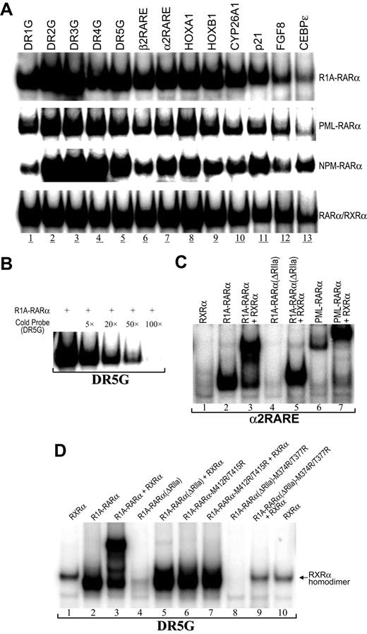 Figure 2. Binding of RAREs by R1A-RARα fusion protein homodimer. (A) Binding of R1A-RARα homodimer to a series of RAREs assayed by gel-shift assays. Equivalent amounts of in vivo–expressed R1A-RARα, PML-RARα, NPM-RARα, or RARα/RXRα proteins were incubated with the following radiolabeled RARE probes: the synthetic RARE sequences, DR1G to DR5G, and the RAREs from the natural enhancer/promoter regions of the human RARβ2 (β2RARE), RARα2 (α2RARE), HOXA1, HOXB1, CYP26A1, p21-WAF1, FGF8, and CEBPϵ gene. (B) Gel-shift assays were performed using in vivo–expressed R1A-RARα protein incubated with radiolabeled DR5G (hot probe) without or with unlabeled DR5G (cold probe) in the amounts indicated. (C) Gel-shift assays were performed with α2RARE radiolabeled probe incubated with in vivo–expressed proteins R1A-RARα, R1A-RARα(ΔRIIa), and PML-RARα without or with RXRα as indicated. (D) Gel-shift assay analysis of the equivalent in vitro translation proteins R1A-RARα, R1A-RARα(ΔRIIa), R1A-RARα-M412R/T415R, and R1A-RARα(ΔRIIa)-M374R/T377R alone or plus RXRα, as indicated.