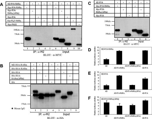 Figure 3. The RIIa domain-mediated protein interaction of R1A-RARα/R1A-RARα and R1A-RARα/R1A. The 293T cells were transiently transfected with the following combined expression vectors: (A) M2-R1A-RARα + Myc-R1A-RARα, M2-R1A-RARα + Myc-R1A-RARα(ΔRIIa), M2-R1A-RARα + Myc-R1A, M2-R1A-RARα + Myc-PLZF-RARα, or M2-R1A-RARα + Myc-PAX5; (B) M2-R1A-RARα + HA-R1A-RARα, M2-R1A-RARα + HA-R1A, M2-R1A-RARα + HA-R1A-RARα(ΔRIIa), or M2-R1A-RARα + HA-containing empty vector; (C) M2-R1A + Myc-R1A-RARα, M2-R1A + Myc-R1A-RARα(ΔRIIa), or M2-R1A + Myc-R1A, as indicated. The white star represents the position of mouse IgG. Cell lysates were separated by SDS-PAGE directly (Input) or after immunoprecipitation using antibody against the M2-FLAG epitope (immunoprecipitation, IP) and subsequently immunoblotted using antibody against Myc or HA epitope. The protein-protein interactions between R1A-RARα fusion protein and wild-type R1A were analyzed using mammalian 2-hybrid assay (D-F). The AD (activation domain) alone or its fusion with R1A-RARα, R1A-RARα(ΔRIIa), or R1A was expressed in HeLa cells together with a luciferase reporter containing 4 copies of Gal4-binding sites (4xUAS-TK luc) as well as Gal4 DBD-fused R1A-RARα (BD-R1A-RARα) (D), Gal4 DBD-fused R1A (BD-R1A) (E), or Gal4 DBD-fused R1A-RARα(ΔRIIa) (BD-R1A-RARα(ΔRIIa)) (F). The relative luciferase activities are averages of 3 independent transfection experiments normalized to β-galactosidase activity.