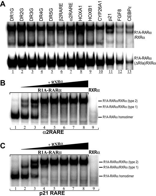 Figure 5. Binding of RAREs by R1A-RARα/RXRα heterodimer. (A) Binding of R1A-RARα/RXRα heterodimer to a series of RAREs. The equivalent amounts of in vivo–expressed R1A-RARα/RXRα (top panel) or R1A-RARα(ΔRIIa)/RXRα (bottom panel) proteins were incubated with the radiolabeled RARE probes for DNA-binding assays. Gel-shift assays using α2RARE (B) or p21 RARE (C) hot probes were performed with in vivo–expressed R1A-RARα protein without or with the increasing amount of in vivo–expressed RXRα protein.