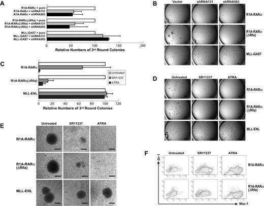 Figure 6. RXRα is required for R1A-RARα–mediated bone marrow cell transformation. (A) The bar chart represents the relative numbers of third-round colonies of primary hematopoietic cells cotransduced with R1A-RARα, R1A-RARα(ΔRIIa), or MLL-GAS7 plus empty vector, sh563, or sh131, respectively. Data are mean ± SD of 3 independent experiments. (B) Typical colony pictures of progenitor/stem cells cotransduced with retrovirus carrying the indicated leukemia fusion gene and empty vector, sh563, or sh131 after third-round plating in methylcellulose. Scale bars represent 1 mm. (C) The bar chart represents the relative numbers of third-round colonies of primary bone marrow cells transduced with the indicated constructs in the absent or presence of indicated drugs for 7 days. Data are mean ± SD of 3 independent experiments. (D) Typical third-round colony morphology in the absence or presence of the indicated drugs generated from transduced primary hematopoietic cells. Scale bars represent 1 mm. (E) Typical morphology of methylcellulose colonies generated from bone marrow cells transduced with retroviruses expressing R1A-RARα (top panel), R1A-RARα(ΔRIIa) (middle panel), or MLL-ENL (bottom panel), in the absence or presence of the indicated drugs. Scale bars represent 100 μm. (F) Flow cytograms are shown of Mac-1– and Gr-1–stained cells transduced by R1A-RARα (top panel) or R1A-RARα(ΔRIIa) (bottom panel) in the absence or presence of indicated drugs after third-round plating.