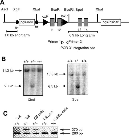Figure 1. Generation of the conditional Foxp1 allele. (A) Diagram of the targeting vector containing Foxp1 exons 11 to 14. (B) Southern blot analysis to identify embryonic cell lines carrying the targeted Foxp1 locus. XbaI-digested (left) and SpeI-digested (right) genomic DNA from embryonic stem cells, hybridized to the 2 probes in the short and long arms, respectively. (C) PCR analysis of heterozygous mice confirms germline transmission. Shown is a PCR result indicating the cointegration of the 3′ downstream loxP site (370 bp) and wild-type allele product (280 bp) using primers 1 and 2.