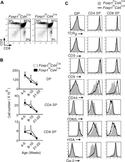 Figure 5. Foxp1-deficient CD4 SP and CD8 SP thymocytes have an activated phenotype. (A) Thymic CD4 and CD8 staining profile of 4-week-old Foxp1f/+Cd4Cre and Foxp1f/fCd4Cre mice. Data are representative of various time points (weeks 4, 5, 8, 10, 21, 22) in at least 4 independent experiments. (B) Total cell numbers of DP, CD4 SP, and CD8 SP thymocytes in Foxp1f/+Cd4Cre and Foxp1f/fCd4Cre mice at different ages. Data represent average ± SD, weeks 4-5: n = 7, weeks 8-10: n = 7, and weeks 21-22: n = 5. (C) Expression of TCRβ, CD3, CD5, CD44, CD62L, HSA, and Qa-2 in DP, CD4 SP, and CD8 SP thymocytes of 4- to 5-week-old Foxp1f/+Cd4Cre and Foxp1f/fCd4Cre mice. Data are representative of at least 2 independent experiments.