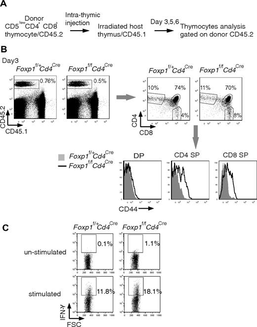 Figure 6. Foxp1-deficient T cells acquire the activated phenotype during the differentiation from DP stage to SP stage. (A) Diagram of intrathymic adoptive transfer. (B) CD44 expression of donor thymocytes 3 days after the intrathymic transfer by staining. Data are representative of various time points (days 3, 5, and 6) in at least 2 independent experiments. The histogram with solid gray represents Foxp1f/+Cd4Cre mice, the histogram with dark line represents Foxp1f/fCd4Cre mice. (C) Foxp1-deficient CD8 SP thymocytes readily produce IFN-γ ex vivo. FACS-sorted CD8 SP thymocytes from 6-week-old Foxp1f/+Cd4Cre and Foxp1f/fCd4Cre mice were stimulated with PMA and ionomycin for 4 hours and analyzed for IFN-γ production by intracellular staining. Data are representative of 2 independent experiments.