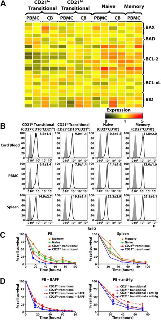 Figure 3. Expression of Bcl-2 and survival of human B-cell subsets. (A) Microarray of survival genes expressed by PB and CB CD21lo transitional, CD21hi transitional, naive, and memory B cells. The range of expression is represented by shading from black (low expression) to red (high expression). Each row corresponds to a different probe for the indicated gene of interest. (B) MNCs from CB, PB, and spleen were stained with anti-CD20, -CD27, -CD10, and -CD21 mAbs to identify transitional, naive, and memory B-cell subsets. The cells were then fixed, permeabilized, and incubated with anti–Bcl-2 (black line) or isotype control (gray filled) mAb. The values in each histogram represent the ratio of MFI of cells incubated with anti-Bcl-2 mAb over that of cells incubated with an isotype control ± SEM (CB, n = 4; PBMCs, n = 11; spleen, n = 9). (C-D) CD21lo transitional, CD21hi transitional, naive, and memory B cells purified from PB (C top left panel) or spleen (C top right panel) were cultured in media alone (C), or with (D) BAFF (0.5 μg/mL; left panel) or F(ab′)2 fragments of anti-Ig (2.5 μg/mL; right panel) for 100 hours. The number of viable cells was determined at the indicated times. Results shown are the mean ± SEM of 3 independent experiments for PBMCs and 2 independent experiments for spleen.