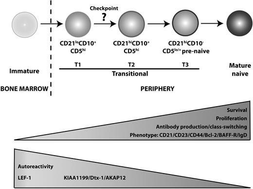 Figure 6. Proposed model of human B-cell development. We propose that B cells emigrating from the BM to the periphery are CD21lo transitional/T1 B cells, which subsequently differentiate into CD21hi transitional/T2 B cells. This maturation step requires Btk, indicating a role for BCR engagement, and is accompanied with improved survival and the potential to proliferate and differentiate into Ig-secreting cells. There is also a reduction in autoreactivity, suggesting that a checkpoint for self-tolerance exists at the step between these 2 stages of transitional B-cell development. Phenotypically, the CD21hi transitional B cells increase expression of CD21, CD23 CD44, Bcl-2, BAFF-R, and IgD. Meanwhile, expression of LEF-1, KIAA1199, Dtx-1, and AKAP12 is reduced as the cells enter the mature B-cell repertoire. CD21hi transitional/T2 B cells then give rise to T3/prenaive CD5+ B cells,38 which are characterized by loss of expression of CD10, high expression of CD21, but impaired extrusion of R123. The auto-reactive specificity of this population remains to be determined.