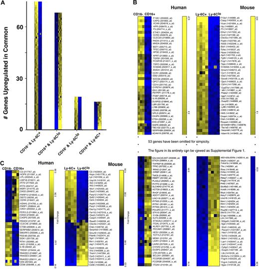 Figure 3. Cross-species comparison reveals extensive gene conservation between the species. Outcomes from ordered list algorithm are plotted, with each mRNA pool from 1 hybridization experiment depicted as 1 colored square, with high expression in yellow and low in blue. (A) The number of genes detected by the ordered list algorithm to be up-regulated in common when comparing human CD16− or CD16+ monocytes with mouse Ly-6C+ or Ly-6Clo monocytes. The 2 monocyte subset populations compared are shown on the x-axis under each bar graph. (B) Human and mouse gene lists are arranged to reveal matches of 79 of 132 genes between the species relative to the proposed counterparts of monocyte subsets in the 2 species. Heat map was truncated for simplicity. The entire heat map is presented as supplemental Figure 1 (available on the Blood website; see the Supplemental Materials link at the top of the online article). Data are shown in order of relative differences in gene expression profiles. (C) This panel depicts the 33 probe sets that were identified to be expressed in a pattern converse to the proposed analogy between monocyte subsets.