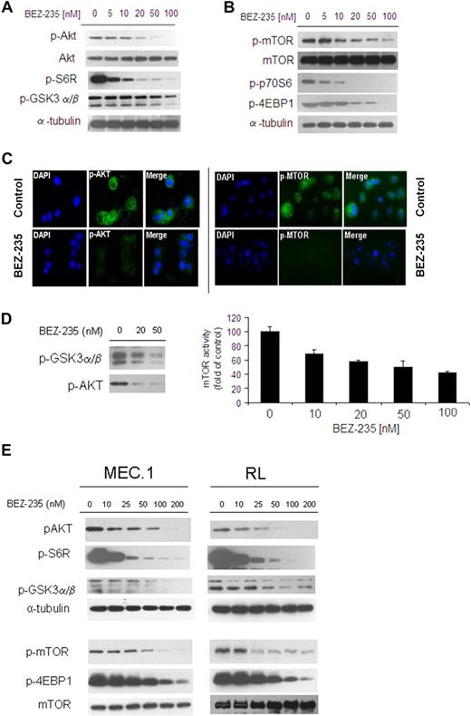 Figure 2. NVP-BEZ235 targets Akt and mTOR, and inhibits Akt and mTOR activity in WM cells and other low-grade lymphoma IgM-secreting cell lines. (A-B) BCWM.1 cells were cultured with NVP-BEZ235 (5-100nM) for 6 hours. Whole-cell lysates were subjected to Western blotting using anti–p-Akt, anti-Akt, anti–p-S6R, anti–p-GSK3α/β, anti–p-mTOR, anti-mTOR, p-p70S6, anti–p-4EBP1, and anti–α-tubulin antibodies. (C) BCWM.1 cells were cultured with NVP-BEZ235 (20nM) or control medium for 6 hours. Immunocytochemical analysis was assessed using anti–p-Akt and p-mTOR antibodies. The 4′,6-diamidino-2-phenylindole was used to stain nuclei. (D) In vitro Akt and in vitro mTOR kinase assays. BCWM.1 cells were cultured with control media or NVP-BEZ235 (20-50nM) for 6 hours. Akt kinase assay: whole-cell lysates were immunoprecipitated with anti-Akt antibody. Then the immunoprecipitate was washed and subjected to in vitro kinase assay, according to the manufacturer's protocol. Western blotting used anti–p-GSK3α/β and anti-Akt antibodies. mTOR kinase assay: whole-cell lysates were immunoprecipitated with anti-mTOR antibody. Then the immunoprecipitate was washed and subjected to in vitro kinase assay, according to the manufacturer's protocol. Enzyme-linked immunosorbent assay–based assay has been performed (anti-p70S6K was added to each well), and absorbance read at 450nM with a reference wavelength set at 540nM. (E) IgM-secreting cell lines (MEC.1; RL) were cultured with NVP-BEZ235 (10-200nM) for 6 hours. Whole-cell lysates were subjected to Western blotting using anti–p-Akt, anti-Akt, anti–p-S6R, anti–p-GSK3α/β, anti–p-mTOR, anti–p-4EBP1, anti-mTOR, and anti–α-tubulin antibodies.
