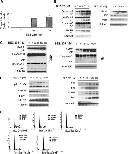 Figure 5. NVP-BEZ235 induces apoptosis and cell-cycle arrest in WM cells. (A) BCWM.1 cells were cultured with NVP-BEZ235 (10-20nM) for 48 hours, and apoptosis was performed using annexin/PI staining and flow cytometric analysis. (B) BCWM.1 cells were cultured with NVP-BEZ235 (5-100nM) for 16 hours. Whole-cell lysates were subjected to Western blotting using anti–caspase-8, anti–caspase-9, anti–caspase-3, anti-PARP, anti-Smac/DIABLO, anti–c-IAP1, anti-Mcl1, and anti–α-tubulin antibodies. (C) IgM-secreting cell lines (MEC.1; RL) were cultured with NVP-BEZ235 (5-100nM) for 16 hours. Whole-cell lysates were subjected to Western blotting using anti–caspase-8, anti–caspase-9, anti–caspase-3, anti-PARP, and anti–α-tubulin antibodies. (D) BCWM.1 cells were cultured with NVP-BEZ235 (5-100nM) for 16 hours. Whole-cell lysates were subjected to Western blotting using anti–p-foxO1/O4, anti–p-foxO3, anti-p27kip1, anti-p21Cip1, anti-BIM, anti-p53, anti-PUMA, anti-Bax, and anti–α-tubulin antibodies. (E) BCWM.1 were cultured with NVP-BEZ235 (0-50nM) for 24 hours, and cell-cycle analysis was performed by PI staining.