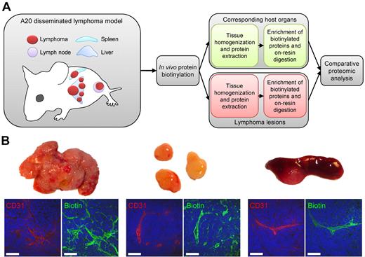 Figure 1. In vivo biotinylation of the bloodstream-accessible tissue compartment in a syngeneic mouse model of B-cell lymphoma. (A) Healthy and lymphoma-bearing mice were subjected to the terminal perfusion with a reactive ester derivative of biotin, leading to the covalent modification of proteins accessible from the bloodstream. Tumors and corresponding normal organs were excised and homogenized for the preparation of total protein extracts. Biotin-tagged proteins were enriched on streptavidin Sepharose, on-resin digested with trypsin, resulting peptides were separated by nanocapillary reverse-phase HPLC, and submitted to the comparative proteomic analysis. (B) Streptavidin-based detection of biotinylated structures (green) in perfused lymphoma tissues harvested from liver, lymph nodes, and spleen, in relation to vascular endothelium (CD31, red). Scale bars represent 50 μm.