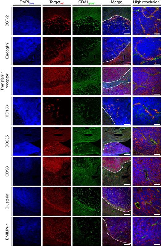 Figure 3. Validation of DeepQuanTR results. Immunostainings of the lymphoma/normal liver border (scale bars represent 200 μm) and with higher magnification of hepatic lymphoma lesions (scale bars represent 50 μm) using antibodies against 8 candidate antigens found to be up-regulated in the proteomic analyses are presented. Proteins of interest are shown in red, CD31 in green, and nuclei in blue. Lymphoma nodules are easily identified by a higher cellular density. Costaining with CD31 revealed that proteins from different localizations within the bloodstream-accessible tissue compartments (vascular endothelial cells, subendothelial matrix and stroma, perivascular tumor cells) have been modified by in vivo biotinylation and identified using DeepQuanTR. Dotted lines in merged images indicate the tumor/liver border. Slides were viewed with an LSM510 Meta confocal microscope (Carl Zeiss) using 10×/0.45 W and 40×/1.2 W water objectives and Fluorescent Mounting Medium (Dako). Images were acquired with the LSM510 Meta confocal laser scanning microscope and software provided by the manufacturer (Carl Zeiss). Images were manipulated using ImageJ software, Version 1.42q (available at http://rsb.info.nih.gov/ij/).