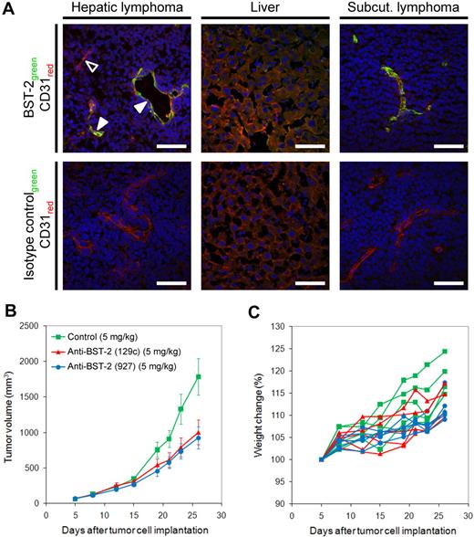 Figure 5. Monoclonal antibodies specific to BST-2 accumulate on lymphoma blood vessels and inhibit lymphoma growth in vivo. (A) A monoclonal rat anti–BST-2 antibody (clone 927) was intravenously injected into BALB/c mice bearing systemic or subcutaneous A20 lymphomas. Tumors and normal liver were excised 6 hours after injection, sectioned, and examined for the presence of rat IgG using donkey anti–rat Alexa Fluor 488 (green). Endothelial cells (CD31) were outlined in red. Although the anti–BST-2 antibody efficiently homed to lymphoma neovasculature in vivo (solid arrowheads), an isotype-matched control IgG did not accumulate on lymphoma blood vessels under identical experimental conditions. The hollow arrowhead indicates a BST-2–negative vessel that was most probably not perfused in vivo. Scale bars represent 50 μm. Slides were viewed with an LSM510 Meta confocal microscope (Carl Zeiss) using 10×/0.45 W and 40×/1.2 W water objectives and Fluorescent Mounting Medium (Dako). Images were acquired with the LSM510 Meta confocal laser scanning microscope and software provided by the manufacturer (Carl Zeiss). Images were manipulated using ImageJ software, Version 1.42q (available at http://rsb.info.nih.gov/ij/). (B) Tumor growth curves of A20 lymphomas subcutaneously implanted into BALB/c mice, treated with anti–BST-2 antibody 129c (5 mg/kg, 5 mice), anti–BST-2 antibody 927 (5 mg/kg, 5 mice), or isotype-matched control antibody (5 mg/kg, 4 mice). Treatment was administered intravenous once weekly for a period of 3 weeks. Both BST-2 antibodies significantly inhibited lymphoma growth (P = .014 and P = .008, respectively). (C) The lack of weight loss in each animal indicates that anti–BST-2 therapy was well tolerated.