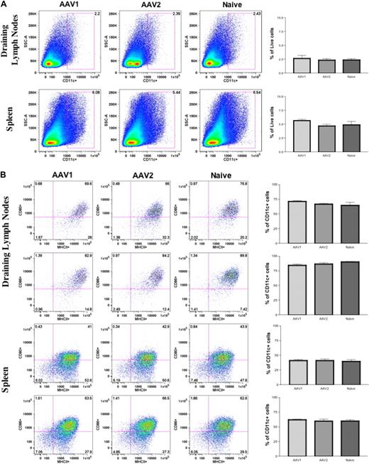 Figure 2. Direct intramuscular injection of AAV vectors does not activate DCs. Eight- to 10-week-old C57BL/6 mice (n = 4 per cohorts) received intramuscular injection of 1011 vg of AAV1-hFIX or 6 × 1010 vg of AAV2-hFIX. Control mice of similar age were administered PBS. After 24 hours, cells from the draining lymph nodes and spleen were collected and stained for the appropriate antibodies, and flow cytometry analyses were performed, as described. (A) No change in DC numbers in draining lymph nodes and spleen after intramuscular injection of AAV. The dot plots show the expression of CD11c on cells. Numbers indicate the percentage of CD11c+ cells among the total live cells in either the draining lymph nodes or spleen. (B) No activation of DCs in draining lymph nodes and spleen after intramuscular injection of AAV. The dot plots show the expression of either MHCII and CD80 or MHCII and CD86 on cells gated with CD11c. Numbers indicate the percentage of MHCII+CD80+ or MHCII+CD86+ among the CD11c+ population. Data shown are mean ± SEM. A representative of 2 independent experiments is shown.