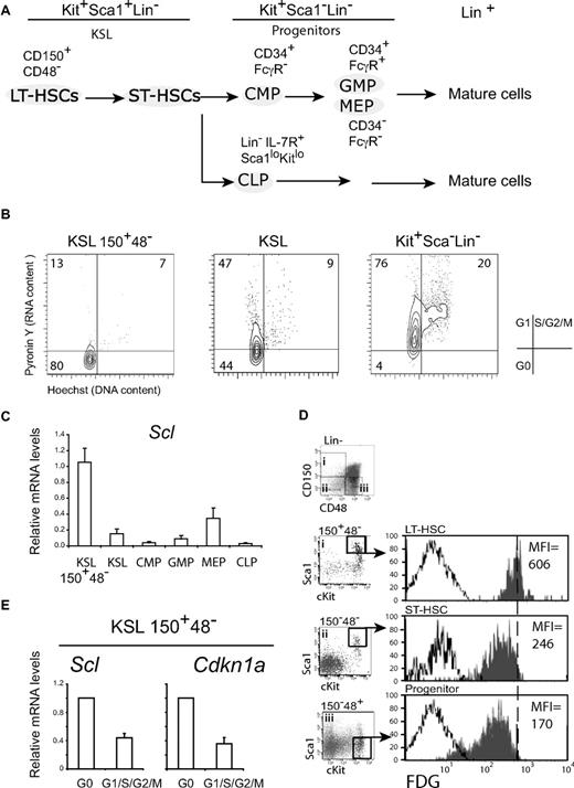 Figure 1. Scl expression in HSCs correlates with quiescence. (A) Schematic diagram of hematopoietic populations and their cell-surface markers. HSCs are KSL, which include LT-HSCs (CD150+CD48−) and ST-HSCs. Progenitors that are devoid of stem cell activity are Kit+Sca1−Lin−, except for CLPs, which are KitloSca1loLin− and express IL7R. Progenitors can be further differentiated on the basis of CD34 and FcγR expression. (B) The cell-cycle status of HSCs and progenitors assessed by Hoechst 33342 (DNA) and Pyronin Y (RNA) staining. G0, G1, and S-G2-M are defined as shown (dot plots are representative of 5 independent experiments). (C) Scl mRNA levels in purified populations from adult mice were assessed by quantitative RT-PCR and normalized using Hprt. Expression levels in LT-HSCs were set as 1 (mean ± SD of 3 experiments). (D) Scl gene expression was monitored by β-galactosidase staining (FDG) and flow cytometric analysis in LT-HSCs, ST-HSCs, and progenitor populations from Scl+/− mice in which the LacZ gene was inserted into the Scl locus (shaded histograms) and wild-type (white histograms) mice. The mean fluorescence intensities (MFIs) are indicated for Scl+/− populations. Data shown are representative of 2 independent experiments with groups of 3 or 5 mice each. (E) LT-HSC–enriched populations were further purified into G0 or G1/S/G2/M fractions by flow cytometry with Hoechst and Pyronin Y, as in panel B. Scl and Cdkn1a expression levels were assessed by quantitative RT-PCR. mRNA levels were normalized using Hprt and compared with expression levels in the G0 population (mean ± SD of 4 replicates; 2 experiments).