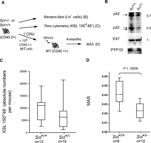 Figure 2. Scl haplodeficiency decreases mean stem cell activity. (A) Experimental scheme. Bone marrow cells from adult Scl+/− mice and Scl+/+ littermates or age-matched controls were processed in parallel. (B) Western blot of total protein extracts were used to assess SCL and E2A protein levels in Scl+/+ and Scl+/− lineage-depleted bone marrow cells. Anti-PTP1D was used as a loading control. Ratio of chemiluminescent intensities from Scl+/− over Scl+/+ samples are shown on the right. (C) The frequency of LT-HSCs in Scl+/+ and Scl+/− mice was assessed by flow cytometric analysis of Kit+Sca1+Lin−CD150+CD48− cells. Shown are box plots with the median and extreme values of each distribution (n mice per group). The 2 distributions are not significantly different (P = .1). (D) The mean stem cell activity (MAS) was calculated in mice receiving approximately 1 CRU, as described in “Transplantation assays.” Box plots as above from n mice; P values as shown.