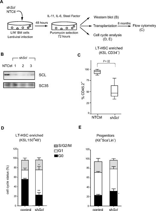 Figure 4. Scl-directed shRNAs impair reconstitution in vivo and facilitate the G0-G1 transition of LT-HSCs in culture. (A) Schematic representation of shRNA lentiviral delivery in lineage-depleted bone marrow cells. Data shown are representative of 2 independent experiments. (B) Western blot of nuclear extracts from lineage-depleted bone marrow cells after the delivery of 3 different Scl-directed shRNAs or a nontargeting control. SC35 was used as loading control. (C) After gene delivery and puromycin selection, cells (CD45.2+) were transplanted into irradiated hosts (CD45.1+). The bone marrow was analyzed 8 months later for reconstitution (CD45.2+) within the HSC population (KSL CD34−). Box plots illustrate pooled data from control cells expressing the empty vector or a nontargeting shRNA (NTCtrl) or from cells expressing Scl-directed shRNAs illustrated in panel B (shScl). (D-E) Cell-cycle analyses of shRNA-infected cells were performed using Hoechst 33342 and Pyronin Y. Stacked columns represent the relative proportion of cells in G0, G1, and S/G2/M phases within the LT-HSCs (D) and progenitor populations (E). Data represent the mean ± SEM of pooled data for controls or shScl-expressing cells as in panel C (*P < .01, **P < .001).