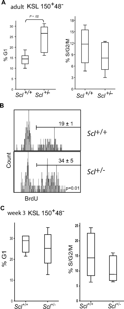 Figure 5. Scl gene dosage and the cell-cycle status of LT-HSCs. (A) The cell-cycle status of adult LT-HSCs was assessed within the Kit+Sca1+Lin−CD150+CD48− population by Hoechst 33342 and Pyronin Y staining. Box plots represent pooled data from 6 experiments with Scl+/+ and Scl+/− bone marrow cells at steady state, together with the medians and extreme values of the 2 distributions, illustrating the percentages of cells in G1 (left panel) and S-G2M (right panel). (B) BrdU incorporation in LT-HSCs was analyzed within the Kit+Sca1+Lin−CD150+CD48− population. Representative histograms are shown from Scl+/+ and Scl+/− bone marrows. Numbers shown are the mean ± SEM of 3 experiments. (C) The cell-cycle status of perinatal LT-HSCs (week 3) from Scl+/+ and Scl+/− bone marrows was assessed by flow cytometry, as in panel A. The 2 distributions do not differ significantly.
