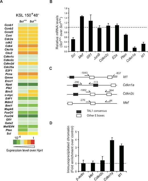 Figure 7. Cdkn1a and Id1 are direct target genes of SCL in immature hematopoietic cells. (A) Cells with an LT-HSC phenotype were purified by flow cytometry from Scl+/+ and Scl+/− bone marrows. After reverse transcription, gene expression was assessed by quantitative PCR array for the indicated cell cycle–related genes and stem cell genes. Data shown are representative of 2 independent experiments. (B) Gene expression in LT-HSCs from Scl+/+ and Scl+/− bone marrows was determined by quantitative RT-PCR. mRNA levels of the indicated genes were first normalized using Hprt as an internal control and second compared with expression levels in the Scl+/+ LT-HSC population, which was set as 1 (illustrated here as the dotted line; mean ± SD of 4 replicates after normalization; 2 experiments). (C) Diagram illustrating the positions of primers used for ChIP in panel D for the indicated murine genes. Note the presence of E boxes in the vicinity of the primers. Black box represents TAL1 E boxes (supplemental Figure 4A)42; open box, other E boxes. (D) Chromatin extracts from lineage-depleted bone marrow cells were immunoprecipitated with an anti-murine SCL antibody or species-matched IgG (control, shown as dotted line). Immunoprecipitated promoter sequences were analyzed by quantitative PCR (mean ± SD of 4 replicates; 2 experiments). β-actin downstream sequences serve as negative controls for PCR amplification.