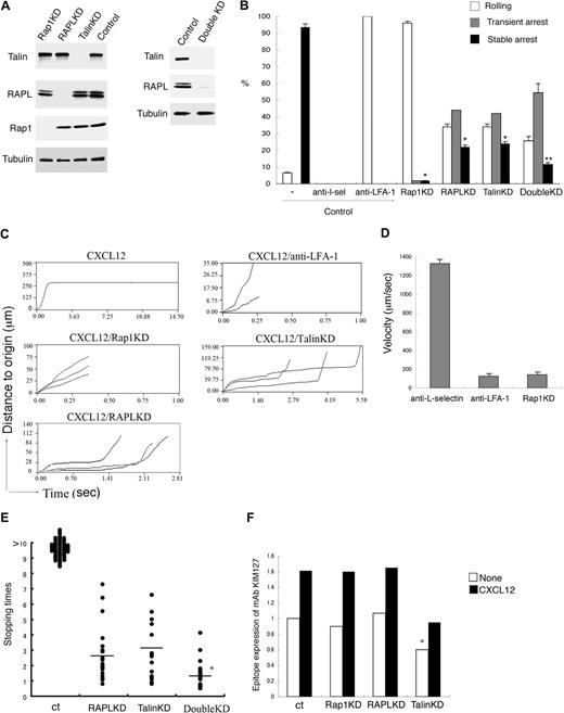 Figure 1. Requirement for Rap1, RAPL, and talin in LFA-1–mediated arrest under shear flow. (A) Knockdown of talin, RAPL, and Rap1 by shRNA. Western blots of total cell lysates from BAF/LFA-1/L-selectin cells with lentiviruses encoding control shRNA or shRNA targeting Rap1a/b-specific (Rap1KD), RAPL (RAPLKD), talin (TalinKD) are shown. Tubulin was used as a loading control. Western blots of total lysates from the double knockdown cells with lentiviruses encoding RAPL (RAPLKD) and talin (TalinKD) are also shown in the right panel. (B) Effects of anti–L-selectin, anti–LFA-1, Rap1KD, RAPLKD, TalinKD, and double KD on the interactions of BAF/LFA-1/L-selectin cells with LS12 endothelial cells. Control cells were pretreated with or without anti–L-selectin or anti–LFA-1 antibody. Then the cells perfused at 2 dyne/cm2 on LS12 monolayers, which were immobilized with CXCL12. The digital images of interactions of BAF/LFA-1/L-selectin cells with LS12 endothelial cells were taken at 30 frames/second. The adhesive events of more than 100 cells were measured and categorized as described in the supplemental Methods. Data represent the mean ± SD of 3 independent experiments. *P < .001, compared with control cells. **P < .01, compared with RAPL or Talin KD cells. (C) Time-displacement profiles of individual cell movement over LS12 endothelial monolayers under shear flow. BAF/LFA-1/L-selectin cells were perfused at 2 dyne/cm2 on LS12 monolayers immobilized with CXCL21. Representative profiles of the displacements over time are shown for “stable arrest” of the cells on the CXCL12 immobilized endothelium, “rolling” in the presence of anti–LFA-1 antibody (CXCL12/anti–LFA-1), “rolling” of those depleting Rap1 (CXCL12/Rap1KD), and “transient arrest” of those depleting talin (CXCL12/TalinKD) and depleting RAPL (CXCL12/RAPL). Each line represents individual cell tracking. (D) The noninteracting and rolling velocities of control BAF/LFA-1/L-selectin cell movements on LS12 in the presence of anti–L-selectin (anti–L-selectin) and anti–LFA-1 (anti–LFA-1) antibodies as well as the Rap1 knockdown cells (Rap1KD). Data represent the mean ± SD of 3 independent experiments. (E) Stopping time of control (ct), RAPLKD or talinKD, or RAPL/talin double KD BAF/LFA-1/L-selectin cells arrested on LS12 endothelial cells are shown. More than 100 cells were measured in 3 independent experiments, and representative distribution of stopping time is shown. *P < .02, compared with RAPL or talin KD cells. (F) Epitope expression of mAb KIM127 on control (ct) BAF/LFA-1 cells and the Rap1 (Rap1KD), RAPL (RAPLKD), or talin (Talin KD) knockdown cells in the absence (None) or presence of CXCL12. *P < .05, compared with control cells. Data are normalized for LFA-1 expression detected by TS1/18.