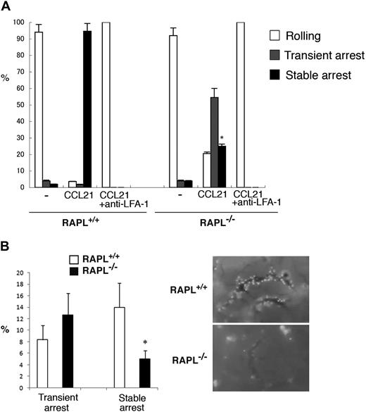 Figure 2. RAPL is required for stable adhesion. (A) The adhesion of wild-type and RAPL-deficient T lymphocytes with LS12 cells expressing mouse ICAM-1 under shear flow. Adhesive interactions were measured as in Figure 1. Data represent the mean ± SD of 3 independent experiments. *P < .001, compared with wild-type lymphocytes. (B) Intravital microscopic analysis of wild-type and RAPL-deficient lymphocytes in HEVs. The percentages of transient arrest and stable arrest of adoptively transferred lymphocytes from control and RAPL−/− mice passing through HEVs in the MLN are shown (left). The y-axis indicates the ratios of the cells, which stopped more than 0.5 seconds, but detached within 10 seconds (transient arrest) or adhered more than 10 seconds (stable arrest) against total cells interacting with the vessel wall. Data represent the mean ± SD of 4 independent experiments. Representative cell interactions with MLN HEVs are shown (right). Image acquisition information is available in the supplemental Methods.