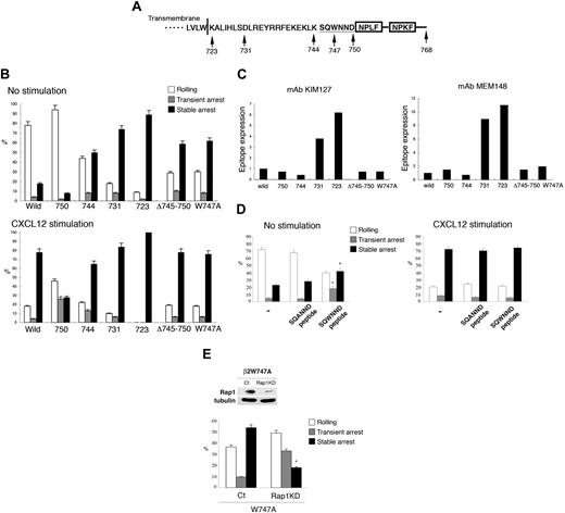 Figure 3. LFA-1 cytoplasmic regions regulate transient and stable arrest. (A) Schematic representation of the cytoplasmic region of human β2 subunit. Deletions and point mutation were made at the indicated amino acid residues. Deletion mutants include the indicated amino acids. The boxes indicate the NPXF/Y motif, which is the talin-binding region. (B) Under flow adhesion of BAF cells expressing L-selectin and LFA-1 mutants with or without CXCL12. Data represent the mean ± SD of 3 independent experiments. (C) Expression of activation epitopes detected by mAb KIM127 (left) and MEM148 (right) in unstimulated LFA-1 mutants. (D) Induction of the arrest by a penetratin-1 fusion peptide corresponding to β2/745-750. Treatment with peptide β2/745-750 (SQWNND), but not with the control peptide (SQANND; 100 μg/mL), induced the stable arrest of BAF/L-selectin/LFA-1 cells. The cells were treated with the peptides in the absence or presence of CXCL12 as described in the supplemental Methods. Data represent the mean ± SD of 3 independent experiments. *P < .01, compared with the cells with control peptide. (E) Knockdown of Rap1 in BAF cells/L-selectin expressing αL/β2 W747A. (Top panel) Western blotting of vector alone (ct) or vector encoding Rap1-specific shRNA (Rap1 KD). Tubulin served as a loading control. (Bottom panel) Under flow adhesion of BAF cells/L-selectin expressing αL/β2 W747A mutation infected with lentiviruses encoding GFP alone (ct) or Rap1a/b-specific shRNA (KD). Data represent the mean ± SD of 3 independent experiments. *P < .005, compared with control lymphocytes.