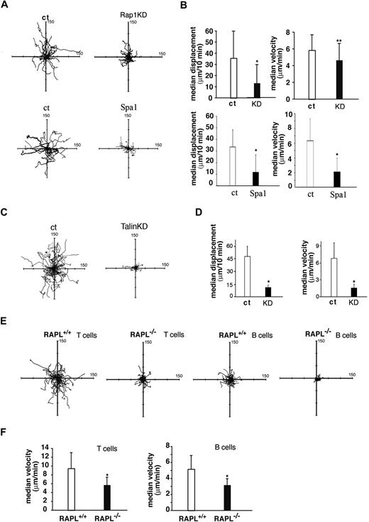 Figure 4. Cell motility over the monolayer of BLS4 cells, an ER-TR7+ FRC cell line. (A) Representative cell tracks of BAF/L-selectin/LFA-1 cells transfected with vector (ct), Rap1 -specific shRNA (Rap1KD), or Spa1 over BLS4 cells. Each line represents a single-cell track. (B) Displacement and velocity of BAF/L-selectin/LFA-1 cells transfected with vector (ct, ) or Rap1-specific shRNA (KD, ■) or Spa1 (■) over BLS4 cells. Each line represents a single-cell track. *P < .001. **P < .05. (C) Representative tracks of BAF/L-selectin/LFA-1 cells transfected with vector (ct) or talin-specific shRNA (KD) over BLS4 cells. Each line represents a single-cell track. (D) Displacement and velocity of BAF/L-selectin/LFA-1 cells transfected with vector (ct, ) or Talin-specific shRNA (KD, ■) over BLS4 cells. *P < .001. (E) Cell motility of wild-type and RAPL−/− lymphocytes over the BLS4 monolayer. Representative tracks of wild-type and RAPL−/− T-cell blasts and B-cell blasts over BLS4 cells as indicated. Each line represents a single-cell track on the monolayer recorded every 30 seconds for 10 minutes. The median displacement was 35.1 μm/10 minutes for wild-type T cells and 10.5 μm/10 minutes for RAPL−/− T cells. The median displacement was 19.4 μm/10 minutes for wild-type B cells and 6.9 μm/10 minutes for RAPL−/− B cells. (F) Median velocity of wild-type and RAPL−/− T and B cells shown in panel E. The velocity data were obtained from movements measured every 30 seconds. *P < .001