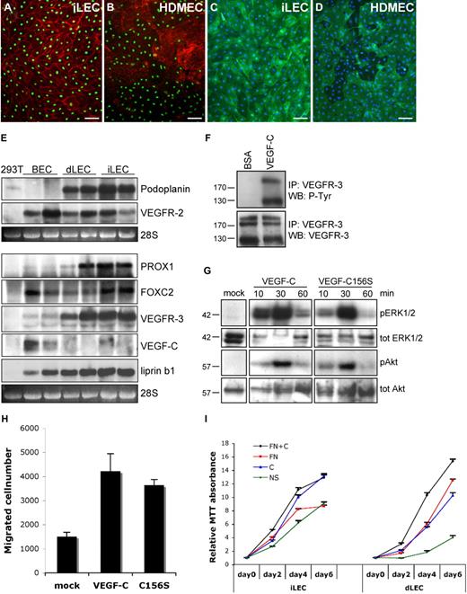 Figure 1. Characterization of iLECs. (A-D) Immunofluorescent staining of iLECs (A,C) and human dermal microvascular endothelial cells (HDMECs; B,D) for PROX1 (green) and β-catenin (red; A-B) or podoplanin (green) and 4,6-diamidino-2-phenylindole (DAPI; blue; C-D). HDMECs are mixed dermal endothelial cell populations containing both LECs and BECs. BECs are PROX1-negative and express higher levels of β-catenin.9 Bars represent 50 μm. (E) Northern blotting of mRNA from 293T cells, and BECs, dLECs, and iLECs from 2 different persons hybridized with probes for the indicated transcripts. The 28S ribosomal RNA is shown as loading control. (F) Increased VEGFR-3 phosphorylation on stimulation of iLECs with VEGF-C. (G) Activation of ERK1/2 and Akt phosphorylation after stimulation of iLECs with VEGF-C or VEGF-C156S. Total ERK1/2 and Akt levels are shown as control. (H) VEGF-C and VEGF-C156S induce iLEC migration. The results are shown as mean ± SEM. (I) VEGF-C and fibronectin (FN) enhance survival and proliferation of iLECs and dLECs. The results are shown as mean, relative to day 0, ± SEM.