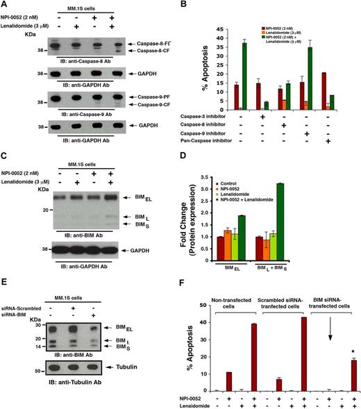 Figure 4. Mechanisms mediating anti-MM activity of NPI-0052 plus lenalidomide. (A) MM.1S cells were pretreated with or without lenalidomide for 24 hours, and then NPI-0052 was added for an additional 24 hours. Cells were harvested, and whole cell lysates were subjected to immunoblot analysis with anticaspase-8 or anticaspase-9 Abs. FL indicates full length; and CF, cleaved fragment. Blots shown are representative of 3 independent experiments. (B) MM.1S cells were treated with indicated agents (as in panel A) in the presence or absence of biochemical inhibitors of caspase-3, caspase-8, or caspase-9, and then analyzed for apoptosis using annexin V/propidium iodide staining assay. Data are mean ± SD (n = 3; P < .005). (C) MM.1S cells were pretreated with or without lenalidomide for 24 hours, and then NPI-0052 was added for an additional 24 hours. Cells were harvested, and whole cell lysates were subjected to immunoblot analysis with anti-BIM or anti-GAPDH Abs. (D) Bar graph showing quantification by densitometry of BIM protein bands in panel C: A 2- to 3-fold increase in BIMEL and BIM(L+S), respectively, was noted in NPI-0052 plus lenalidomide–treated versus untreated cells. Samples were normalized to GAPDH. (E) MM.1S cells were transfected with siRNA BIM or scrambled siRNA for 24 hours and harvested; whole cell lysates were subjected to immunoblot analysis with anti-BIM or antitubulin Abs. Blots shown are representative of 2 independent experiments. (F) MM.1S cells were transfected with siRNA BIM or scrambled siRNA for 24 hours and treated with indicated agents (as in panel A), followed by analysis for apoptosis by annexin V/propidium iodide staining. As a control, nontransfected cells were also treated with indicated drugs and similarly analyzed. Data are mean ± SD (n = 2; *P > .004). Error bars represent SD.