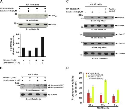 Figure 5. Effects of NPI-0052 plus lenalidomide on ER stress signaling, heat shock proteins, and proteasome activity. (A) MM.1S cells were pretreated with or without lenalidomide for 24 hours, and then NPI-0052 was added for an additional 24 hours. Cells were harvested, and ER-protein fractions were subjected to immunoblot analysis with anti-BIM or antiactin Abs. Bar graph (bottom) showing quantification of BIMEL protein bands in immunoblot by densitometry: A 2.2-fold increase in BIMEL isoform was noted in NPI-0052 plus lenalidomide–treated versus untreated cells. Samples were normalized to actin. (B) MM.1S cells were treated with indicated agents (as in panel A); whole cell lysates were subjected to immunoblot analysis with anticaspase-12 or tubulin Abs. (C) MM.1S cells were treated with indicated agents (as in panel A); whole cell lysates were subjected to immunoblot analysis with anti-Hsp-70, anti-Hsp-27, anti-Hsp-90, or antitubulin Abs. Lysates from HeLA cells served as a positive control for Hsp Abs. Blots shown are representative of 2 independent experiments. (D) MM.1S cells were pretreated with or without lenalidomide for 6 hours, and then NPI-0052 was added for an additional 6 hours and harvested; cytosolic extracts were then analyzed for CT-L, C-L, and T-L proteasome activities. Results are represented as percentage inhibition in proteasome activities in drug-treated versus vehicle control. Data are mean ± SD (n = 3, P < .05).