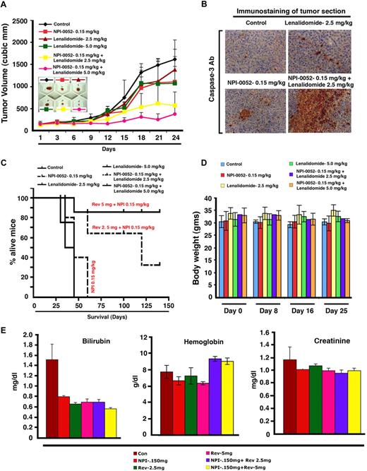 Figure 6. Combination of low doses of NPI-0052 and lenalidomide inhibits human plasmacytoma growth in CB-17 SCID mice. (A) Average and SD of tumor volume (mm3) from group of mice (n = 5/group) versus time (days) when tumor was measured. Mice were treated with vehicle, NPI-0052 (orally), lenalidomide (orally), or NPI-0052 plus lenalidomide (orally) at the indicated doses for 24 days on a twice-weekly schedule for NPI-0052 and 4 consecutive days weekly for lenalidomide. A significant delay in tumor growth in NPI-0052 plus lenalidomide–treated mice was noted compared with vehicle-treated control mice (P = .002). Bars represent mean ± SD. (B) Micrographs show apoptotic cells in tumors sectioned on day 24 (endpoint) from untreated or NPI-0052 (0.15 mg/kg) plus lenalidomide (2.5 mg/kg)- treated mice as identified by caspase-3 cleavage (dark brown cells). Photographs are representative of similar observations in 2 different mice receiving treatment. Images were obtained with a Zeiss Axioimager M1 microscope (63×/1.4 Plan-Apochromat objective), axioCam HRc camera, a Axiovision Version 4.6 software, and permount imaging solution. (C) Kaplan-Meier plots showing survival for mice treated with NPI-0052, lenalidomide, or NPI-0052 plus lenalidomide at the indicated concentrations. NPI-0052 plus lenalidomide–treated mice show significantly increased survival (P < .002) compared with the untreated group. The mean overall survival (OS) was 48 days (95% confidence interval, 35-60) in the untreated or single agent–treated cohorts versus 135 days (95% confidence interval, 120-150) in groups treated with combination of NPI-0052 and lenalidomide (0.25 or 0.5 mg/kg). Overall, a 67% increase in survival was observed in mice receiving combined low dose of NPI-0052 (0.15 mg/kg plus lenalidomide (0.5 mg/mg) versus mice receiving either agent alone at these doses. A statistically significant prolongation in mean OS compared with control mice was observed in animals treated with 0.25 mg/kg (P < .002) and 0.5 mg/kg (P > .007). (D) Mice in vehicle-treated controls, NPI-0052–, lenalidomide-, or NPI-0052 plus lenalidomide–treated group were weighed every week. The average changes in body weight are shown. (E) Mice were treated with vehicle, NPI-0052, lenalidomide, or NPI-0052 plus lenalidomide (as in panel A) for 24 days; blood samples were obtained and subjected to analysis for serum bilirubin, hemoglobin, and creatine levels using Quantichrom Creatinine, Bilirubin, and Hemoglobin Assay kit (BioAssay Systems).