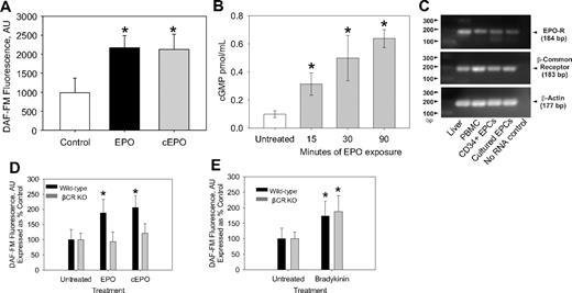 Figure 2. The effect of EPO and cEPO on NO production in EPCs. (A) CD34+ EPCs were incubated with 50 mU/mL EPO, 50 mU/mL cEPO, or vehicle (Control) for 3 hours before measuring bioavailable NO with DAF-FM diacetate. Shown are the representative results of 10 independent experiments (n ≥ 10). *P < .001 compared with control. (B) EPCs were exposed to EPO () for the indicated time before cell lysis and determination of cGMP intracellular concentration. Shown is the average of 3 different experiments. *P < .026 compared with untreated. (C) RNA was isolated from CD34+ EPCs, human EPC colony-forming units, PBMCs, and human liver. After RT-PCR was performed, the PCR products were analyzed on a 1% agarose EtBr gels. The representative results of 2 experiments are shown. (D) Bone marrow cells isolated from wild-type C57/BL6 mice and βC-R knockout mice were grown under conditions that promoted EPC growth. After 1 week, the cells were trypsinized, replated for 24 hours, and pretreated with EPO or cEPO for 3 hours before measurement of bioavailable NO by DAF-FM. Shown are the representative results of 2 independent experiments as mean ± SD (n ≥ 20). *P < .001 compared with control. (E) Bone marrow–derived mice EPC colonies as in panel C were treated with (5μM) bradykinin. Shown is the representative result of 2 different experiments as mean ± SD (n ≥ 15). *P < .001 compared with control.