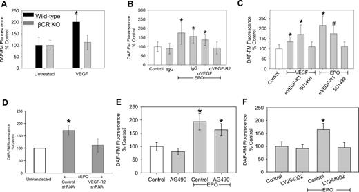 Figure 3. The NO-stimulatory actions of EPO require VEGF-R2 and its downstream signaling. (A) Bone marrow cells isolated from wild-type C57/BL6 mice and βC-R knockout mice were grown for 1 week under conditions that promoted EPC growth. Then the cells were trypsinized and allowed to plate for 24 hours before treatment with 100 ng/mL VEGF for 3 hours before measurement of bioavailable NO by DAF-FM. Shown are the representative results of 2 independent experiments as mean ± SD (n ≥ 20). *P < .01. (B) CD34+ EPCs were isolated from healthy controls and incubated with isotype IgG, 50 mU/mL EPO alone or in combination with 0.01μg of anti-VEGF, anti-VEGF-R2, or isotype IgG 3 hours before measuring bioavailable NO with DAF-FM. Shown are the representative results of 3 independent experiments as mean ± SD (n ≥ 23). *P < .001 compared with untreated. (C) CD34+ EPCs were isolated from healthy controls and incubated with VEGF (100 ng/mL) and/or EPO (50 mU/mL) alone and in combination with anti-VEGF-R1 (1 μg/mL) or SU1498 (5μM). Shown are the representative results of 2 independent experiments as mean ± SD (n ≥ 15). *P < .001 compared with control. #P < .001 compared with control. (D) CD34+ EPCs were isolated from healthy controls and after 24 hours transfected with control shRNA or VEGF-R2 shRNA. After another 24 hours, the cells were treated with 50 mU/mL cEPO, as indicated, and DAF-FM fluorescence was determined. Shown are the representative results of 2 independent experiments as mean ± SD (n ≥ 10). *P < .001 compared with untreated. (E) CD34+ EPCs were isolated from healthy controls and incubated with AG490 (10μM) alone and in combination with EPO (50 mU/mL). Shown are the representative results of 3 different experiments as mean ± SD (n ≥ 32). *P < .001 compared with control. (F) CD34+ EPCs were isolated from healthy controls and incubated with LY294002 (5μM) alone and in combination with EPO (50 mU/mL). Shown is a representative of 4 independent experiments as mean ± SD (n ≥ 37). *P < .001 compared with control, no EPO.
