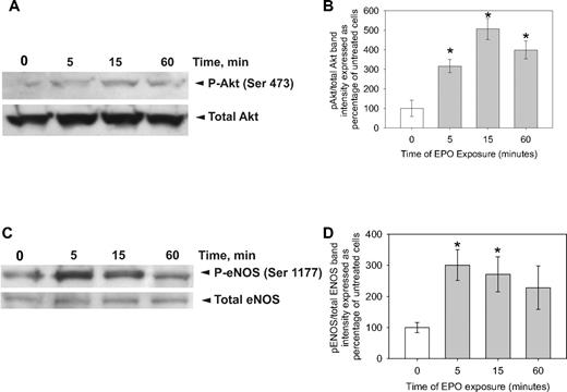 Figure 4. EPO leads to phosphorylation of Akt and eNOS. CD34+ EPCs were treated with EPO (50 mU/mL) for 0, 5, 15, or 60 minutes as indicated before lysing the cells, running an SDS-PAGE, and transferring to PVDF. (A) The membranes were probed with an antibody against Akt phosphorylated at serine 473 or total Akt. Shown is one of 2 experiments. (B) Mean ± SD of the densitometric analysis of the bands from 2 different experiments. All data are normalized to the average ratio of phosphorylated Akt over total Akt in the 0 minute of exposure lane. *P < .001 compared with the 0 minutes of exposure. (C) The membranes were probed with an antibody against eNOS phosphorylated at serine 1177 or total eNOS. Shown is 1 of 2 experiments. (D) Mean ± SD of the densitometric analysis of the bands from 2 different experiments. All data are normalized to the average ratio of phosphorylated eNOS over total eNOS in the 0 minute of exposure lane. *P < .003 compared with 0 minutes of exposure.