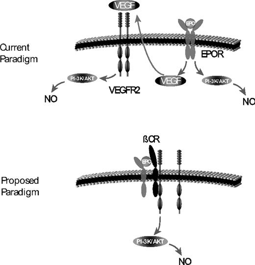 Figure 8. New paradigm for EPO-induced NO. Currently, it is thought that EPO induction of NO is secondary to downstream signaling of the homodimeric EPO receptor via Akt. In addition, it is thought that EPO stimulation of the EPO receptor can lead to an increase in VEGF that can bind to VEGF-R2 also leading to NO expression. We propose that it is the heterodimeric EPO receptor (composed of the βC-R and EPO receptor) that is responsible for NO stimulation. In addition, the βC-R forms a complex with VEGF-R2, and this interaction is critical for stimulation of NO not only by the heterodimeric EPO receptor but also for VEGF-R2.