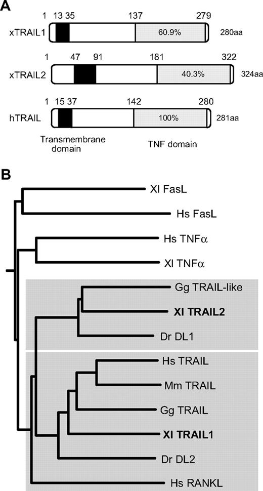 Figure 1. Structural comparison of TRAIL between X laevis and other vertebrates. (A) Comparison of the protein structures of X laevis (x) and human (h) TRAIL. The black and shaded boxes show the transmembrane domain and TNF domain, respectively. The numbers above and within the box indicate the amino-acid residues and percentage identity between human TRAIL and xTRAILs, respectively. (B) A phylogenetic tree of TNF family members constructed by the neighbor-joining method. Xl indicates X laevis; Hs, Homo sapiens; Mm, Mus musculus; Gg, Gallus gallus; and Dr, Danio rerio.