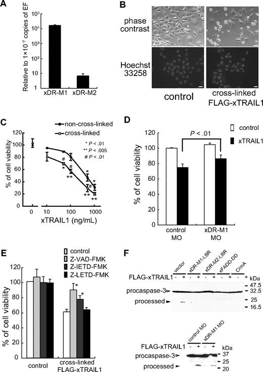 Figure 3. Apoptosis induced by xTRAIL1 in Xenopus A6 cells. (A) Real-time PCR analysis of xDR-M1 and xDR-M2 mRNAs in A6 cells. The cDNAs were amplified by PCR using gene-specific primer pairs (see Table 1). EF1α was used for normalization. The quantitative RT-PCR data represent the mean (n = 3) and SD. (B) A6 cells were treated with FLAG-xTRAIL1 (500 ng/mL), which was cross-linked to an anti-FLAG antibody (1 μg/mL). After 24 hours, the cells were observed by phase contrast microscopy (top panel), or fixed, stained with Hoechst 33258, and observed by fluorescence microscopy (bottom panel). Scale bars, 20 μm. (C) A6 cells were treated with FLAG-xTRAIL1 alone or cross-linked with anti-FLAG. After 24 hours, cell viability was quantified using the cell counting kit-8 (Dojindo). Cell viability is shown as the percentage of the value obtained using xTRAIL untreated cells. The data represent the mean and SD from3 separate experiments; *P < .01 and **P < .005 compared with no treatment with xTRAIL1; #P < .01 compared with ‘non–cross-linked.‘ (D) A6 cells mixed with a morpholino antisense oligonucleotide for xDR-M1 (xDR-M1 MO; see Supplementary Methods) were cultured for 24 hours and then treated with cross-linked xTRAIL1 (100 ng/mL). After 24 hours, cell viability was quantified. The data represent the mean and SD from3 separate experiments; P < .05 compared with control. (E) A6 cells were treated with cross-linked xTRAIL1 (100 ng/mL) in the presence or absence of each caspase inhibitor (20μM), as indicated. After 24 hours, cell viability was measured using the cell counting kit-8. Cell viability is shown as the percentage of the value obtained using xTRAIL1 untreated cells. The data represent the mean and SD from 3 separate experiments; P < .01 compared with control in ‘cross-linked FLAG-xTRAIL1.‘ (F) A6 cells were cotransfected with 0.5 μg of pFLAG-xCaspase-3(DN)-Myc and 0.5 μg of pEF1-Myc-His (vector), pEF1 xDR-M-LBR-Myc-His, pcDNA3 FLAG-xFADD-DN, or pEF1 CrmA (top panel), or were mixed with control MO or xDR-M1 MO (bottom panel). After 30 hours, the cells were treated with cross-linked FLAG-xTRAIL1 for 1 hour. The cell lysates were prepared and procaspase-3 and processed caspase-3 (processed) were detected by Western blotting with the anti-FLAG antibody.