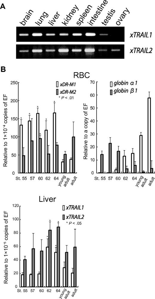 Figure 4. Expression of mRNAs for xTRAILs and xDR-Ms. (A) The expression of xTRAIL1 and xTRAIL2 mRNAs was analyzed in various adult tissues by RT-PCR. (B) Real-time RT-PCR analysis of xTRAIL and xDR-M mRNAs during metamorphic stages and in adults. The cDNAs were amplified by PCR using gene-specific primer pairs (see Table 1). Globin-α1, -β1, and EF1α were used as markers for adult-type RBCs and for normalization, respectively. The quantitative RT-PCR data represent the mean (n = 3) and SD; *P < .01 and *P < .05 compared with young adult.