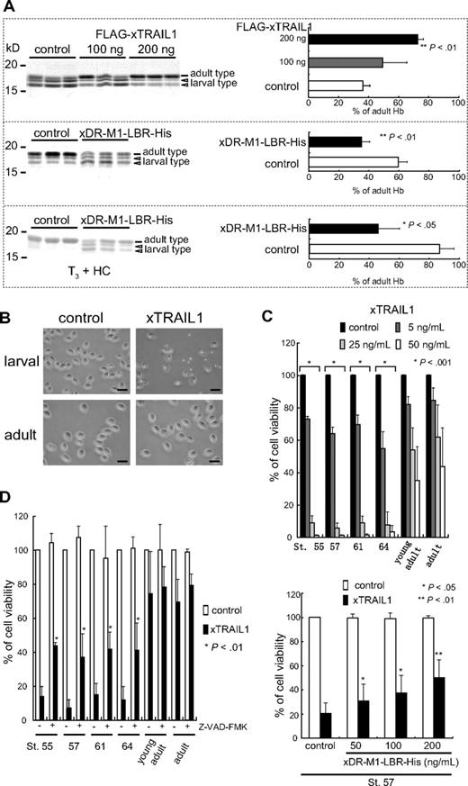 Figure 5. Induction of Hb switching and RBC apoptosis by xTRAIL1. (A) Cross-linked FLAG-xTRAIL1 (100 or 200 ng) or an anti-FLAG antibody as a control (200 ng) was injected into the tail vein of 3 tadpoles for each condition at stage 58 (top panels). His-tagged xDR-M1-LBR-His (400 ng) or His peptide (400 ng) as a control was injected into the tail vein of 3 tadpoles for each condition at stage 59 (middle panels) and into the peritoneal cavity of 3 tadpoles at stage 64 (bottom panels). RBCs were isolated 1 week (top panels), 18 days (middle panels), and 22 days (bottom panels) after injection. The lysates of the RBCs were then analyzed by SDS-PAGE and stained with Coomassie brilliant blue (CBB) (shown at left). The ratio of the band intensity corresponding to adult-type Hb to the sum of the band intensities corresponding to adult- and larval-type Hbs was calculated for each sample. Right-hand panels show the mean and SD from the 3 individual animals used in each experiment; **P < .01 and *P < .05 compared with control. (B) RBCs isolated from a tadpole at stage 57 or from an adult frog were treated with cross-linked xTRAIL1 (20 ng/mL). After 24 hours, the cells were observed by phase contrast microscopy. Scale bars, 20 μm. (C) RBCs were treated with cross-linked FLAG-xTRAIL1 (top panel) and xDR-M1-LBR-His (bottom panel). After 24 hours, the cell viability was quantified by the CellTiter-Glo luminescent cell viability assay. Cell viability is shown as the percentage of the value obtained using xTRAIL1-untreated cells. The data represent the mean (n = 3) and SD; *P < .001 compared with control (top panel); *P < .05 and **P < .01 compared with no treatment with xDR-M1-LBR-His of xTRAIL1 (bottom panel). (D) Isolated RBCs were pretreated with or without Z-VAD-FMK (20 μM) for 1 hour and then were treated with cross-linked xTRAIL1 (25 ng/mL). After 24 hours, the cell viability was measured and shown as described in panel C. The data represent the mean (n = 4) and SD; *P < .01 compared with no treatment with Z-VAD-FMK of xTRAIL1.