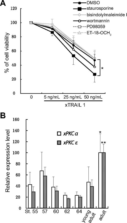Figure 6. Effects of several inhibitors on the cell death of adult-type RBCs induced by xTRAIL1, and the expression of PKC isoforms during development, including metamorphosis. (A) RBCs Isolated from adult frogs were pretreated with staurosporine (50nM), bisindolylmaleimide I (20μM), wortmannin (10μM), PD98059 (10μM), or ET-18-OCH3 (10 μg/mL) for 1 hour and then treated with cross-linked xTRAIL1 (5, 25, 50 ng/mL). After 24 hours, the cell viability was measured and shown as described in Figure 5. The data represent the mean (n = 4) and SD; *P < .01. (B) The expression of PKCα and xPKCϵ mRNAs from stage 55 to adult was analyzed by real-time RT-PCR. The cDNAs were amplified by PCR using gene-specific primer pairs (see Table 1). The copy number of each PKC was normalized to that of EF1α and is shown as the percentage of the value obtained in adult RBCs. The data represent the mean (n = 3) and SD; *P < .05 and **P < .001 compared with stage 55.