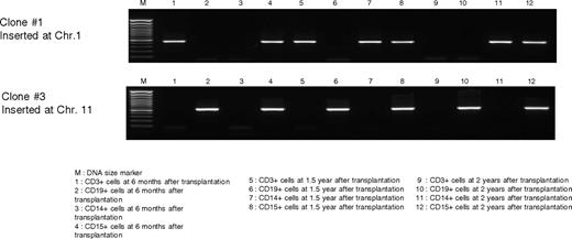 Figure 6. Patient 1 clonal tracking PCR. Primers were designed based on inserts identified from the LAM PCR from patient 1, and a seminested PCR was performed on samples obtained at various time points to determine their presence in the various lineages.