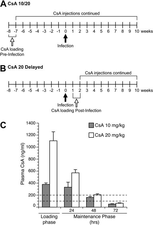 Figure 1. CsA dosing regimen. (A) Rabbits in the 10- and 20-mg/kg CsA treatment groups were immune suppressed for 8 weeks before infection. Rabbits received daily CsA injections for the first week of treatment. After the loading phase, CsA injections were given every 3 days (maintenance phase). At 10 weeks after infection, these rabbits were euthanized and necropsied. (B) Rabbits in the delayed 20 mg/kg CsA treatment group were infected for 1 week before the start of CsA treatment. At 2 weeks after infection, the rabbits were given daily CsA injections for 1 week. After the loading phase, rabbits were put on the same maintenance schedule as the other CsA-treated groups. At 10 weeks after infection, rabbits were killed and necropsied. (C) CsA plasma concentration levels were measured during the loading phase and maintenance phase of CsA treatment. The dotted lines represent the therapeutic plasma concentration range seen in human patients.