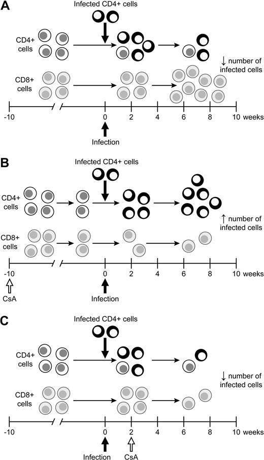 Figure 7. Model of the effects of CsA treatment on HTLV-1 infection. (A) During the natural course of infection, infected lymphocytes spread early during infection before a immune response is formed. After a full immune response is formed, the spread of infected lymphocytes is controlled. (B) CsA treatment before HTLV-1 infection decreases the HTLV-1–specific cell-mediated immune response, allowing for infected lymphocytes to produce more virus. The increase in virus production early leads to an increase in the proviral load in early infection. (C) CsA treatment after infection significantly reduces virus expression, in turn leading to a decrease in the number of HTLV-1–infected lymphocytes over the course of infection.