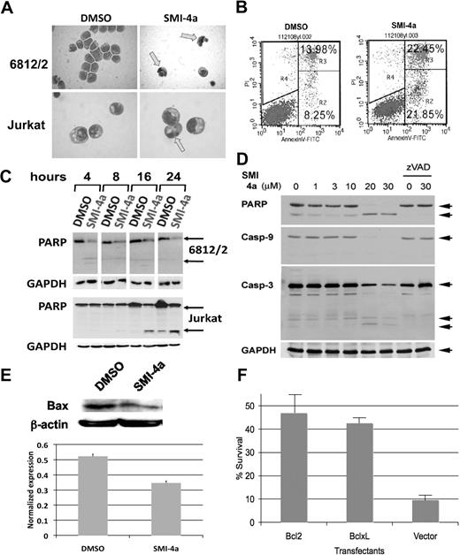 Figure 3. SMI-4a treatment induces apoptosis in pre–T-LBL. (A) May-Giemsa staining of 6812/2 and Jurkat was carried out after incubation with DMSO or 10μM SMI-4a in serum-free medium for 24 hours. Arrows indicate cells with nuclear condensation. (B) Jurkat cells were stained with annexin V and PI after treatment with DMSO or SMI-4a as in panel A. The R2 quadrant contains the cells that have undergone apoptosis. (C) PARP cleavage was examined in 6812/2 and Jurkat after incubation with DMSO or 10μM SMI-4a in the absence of serum for the indicated times. Western blots of extracts of these cells were probed with antibodies to PARP and GAPDH as a control. denotes holo- and cleaved PARP. (D) Jurkat cells were incubated with SMI-4a for 8 hours at the indicated concentrations. The caspase inhibitor zVAD-FMK (40μM) was added along with SMI-4a (0, 30μM) for the same time period. Extracts of these cells were Western blotted with antibodies to PARP and caspases-3 and -9. denotes the holo- and cleaved enzymes. GAPDH levels were measured as a loading control. (E) 6812/2 cells were incubated with 10μM SMI-4a in serum-free medium for 4 hours. Cells were lysed and the cytoplasmic proteins were extracted and separated from nuclear protein. Bax protein levels were detected by Western blotting. (F) Jurkat cells were transfected with either Bcl-2 or Bcl-xL expression vectors and permanent transfectants established. These cells were incubated with SMI-4a (30μM) in the absence of serum for 24 hours. Viable cells were identified by trypan blue exclusion. The experiment was repeated in triplicate and the standard deviation of the mean of these determinations is shown.